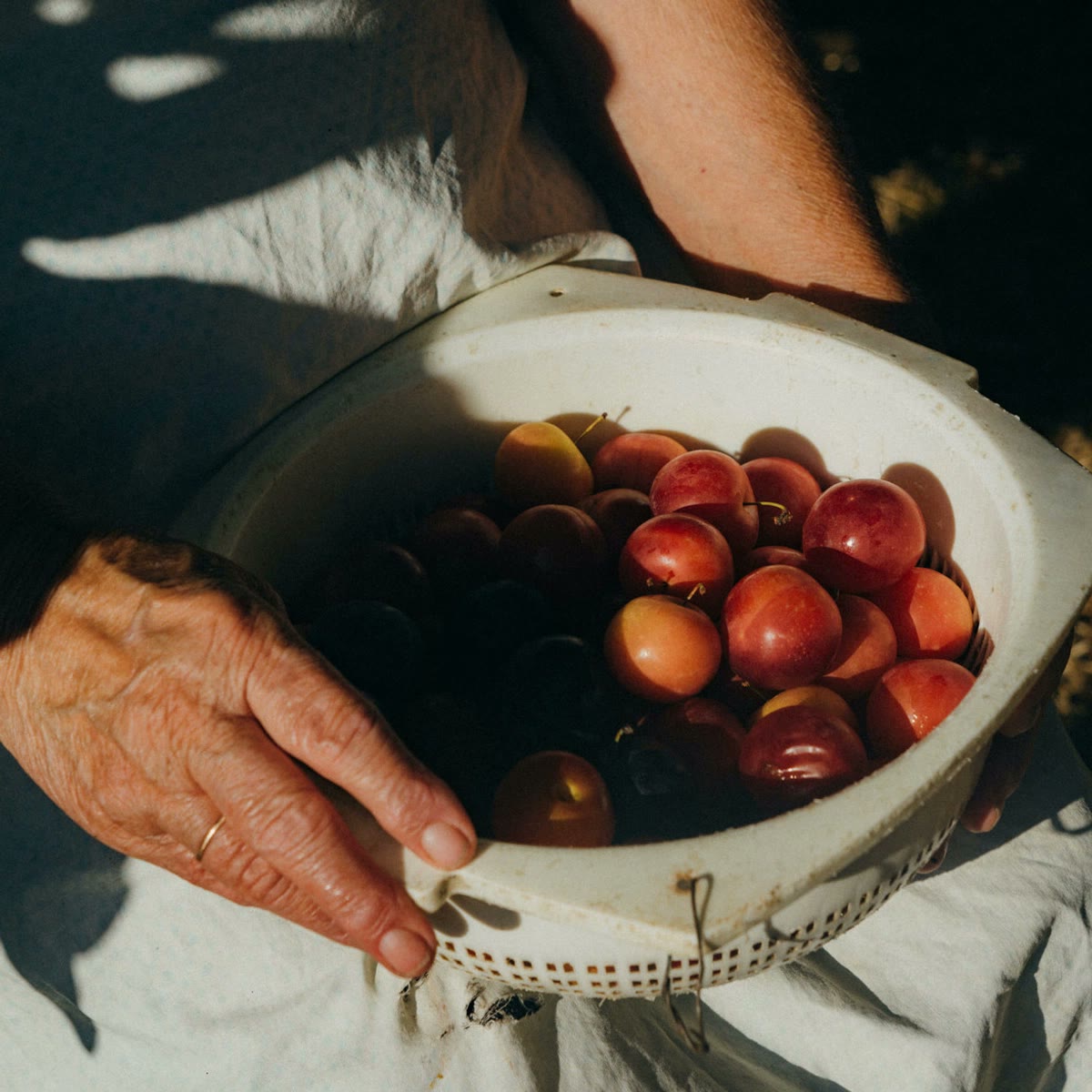 Hands holding a colander of freshly picked stone fruit